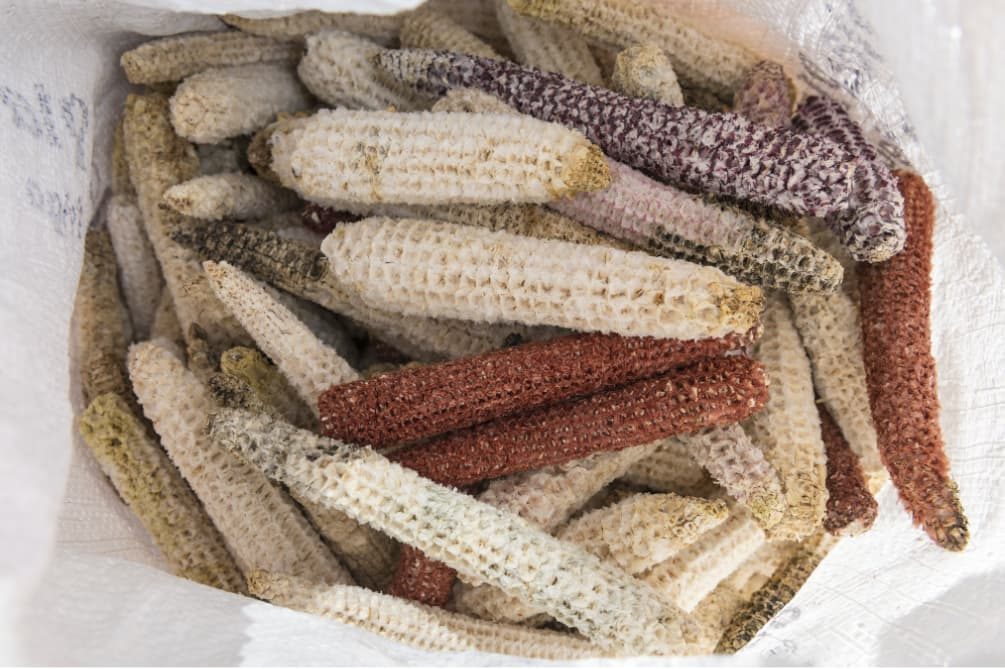 Olote de maíz, residuo agrícola para transformar en xilitol mediante un proceso biotecnológico sostenible